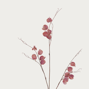 Neptune Flowers & Plants Default Physalis Spray